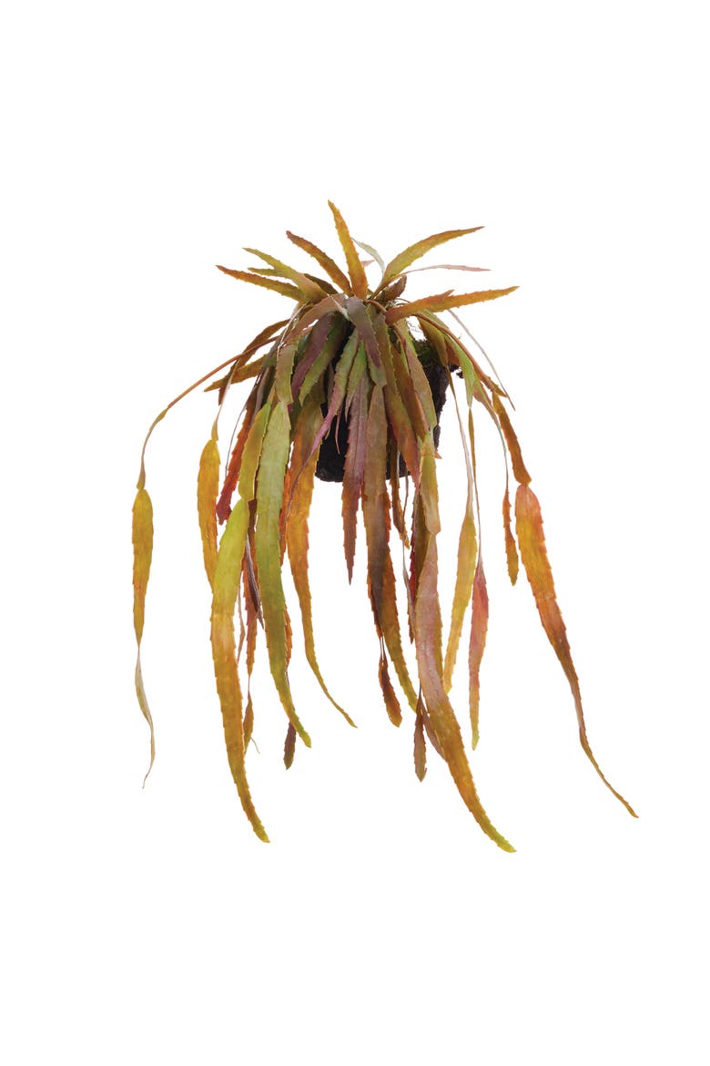 Rhipsalis Drop-In Faux (Fake) 23", Main, color, Green