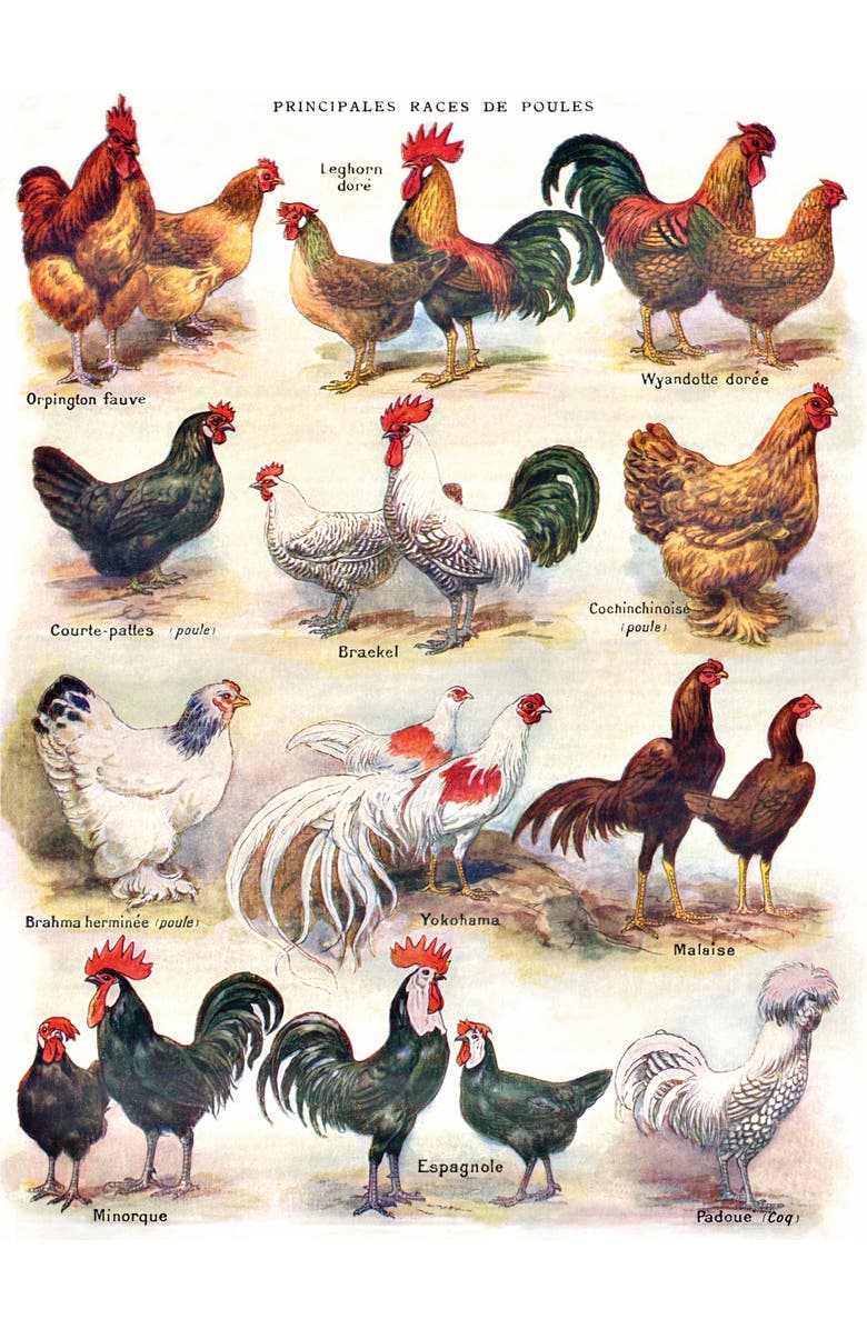 NEW YORK PUZZLE COMPANY Poules ~ Poultry 500 Piece Puzzle, Alternate, color, NO COLOR