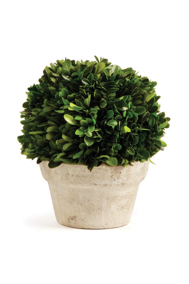 Boxwood Ball In Pot Medium, Main, color, Beige
