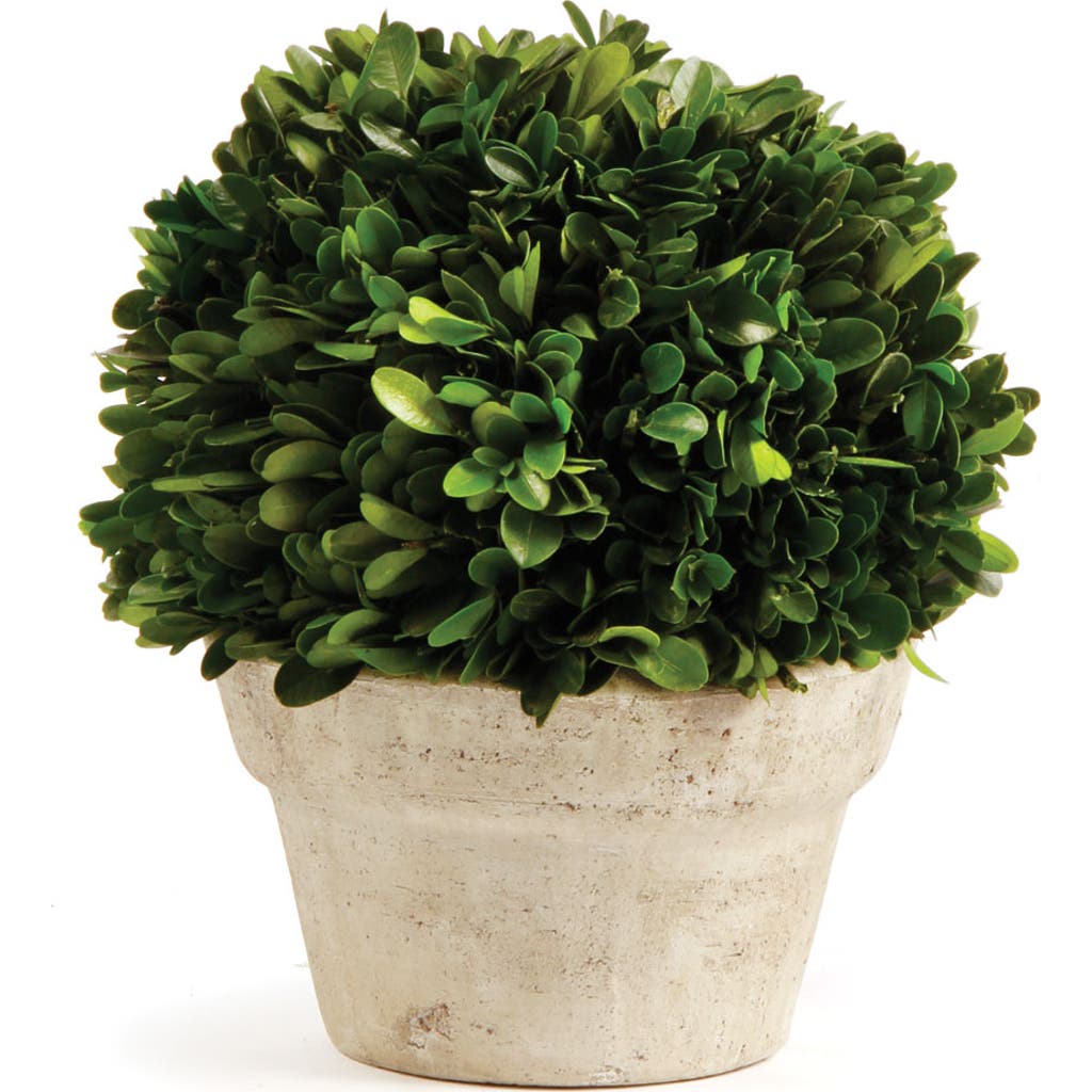 Napa Home & Garden Boxwood Ball In Pot Medium In Multi