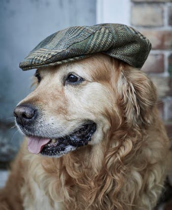 Barbour Wilkin Herringbone Driving Cap Nordstrom