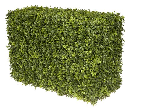 Boxwood Hedge