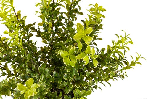 Cocobella Henrik Realtouch Greenery Arrangement