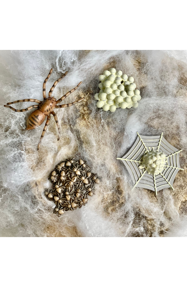 Safari Ltd. Life Cycle Of A Spider, Alternate, color, NO COLOR