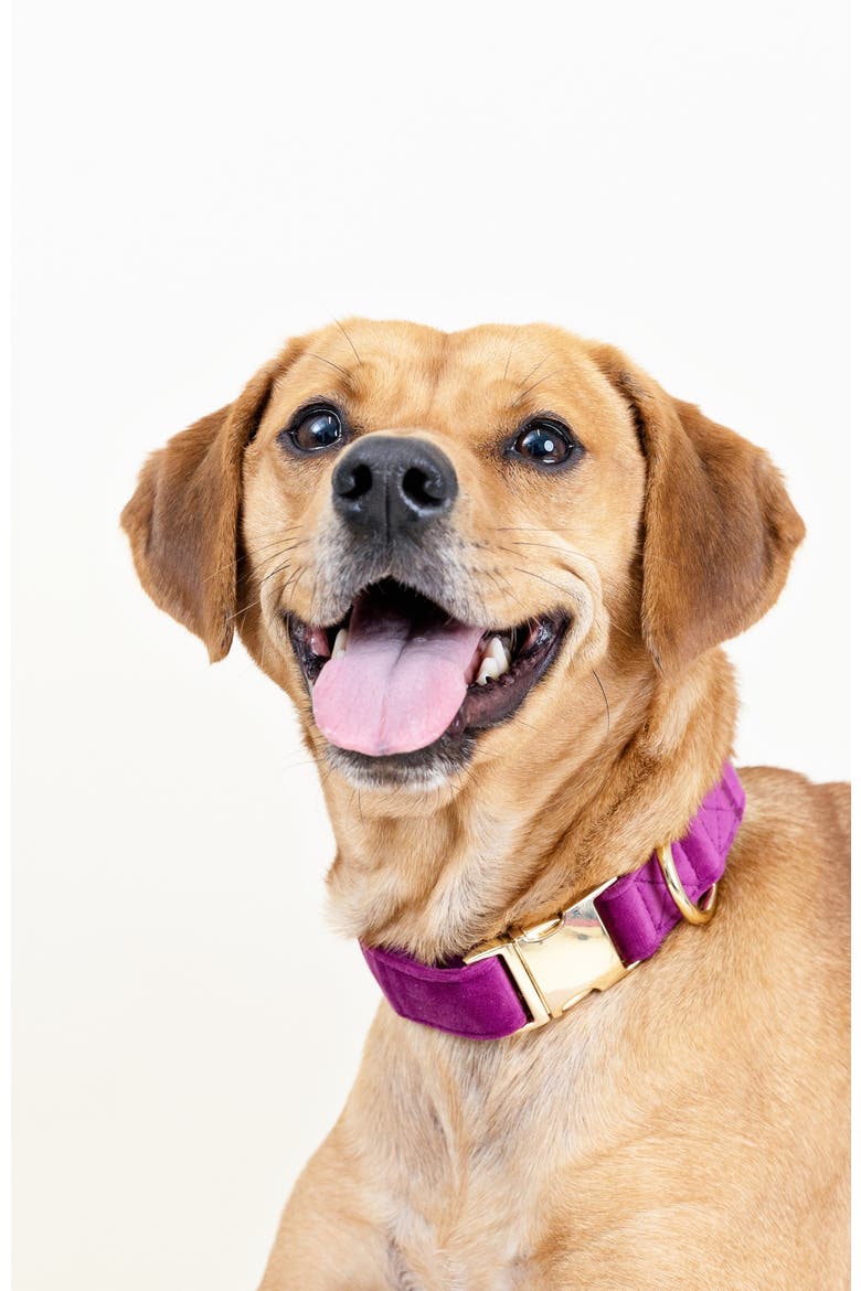 August Dog Collar, Alternate, color, August