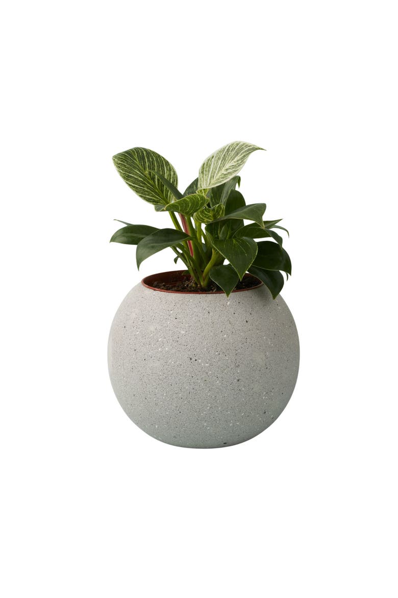 Atallo Cement Planter, Main, color, Cement