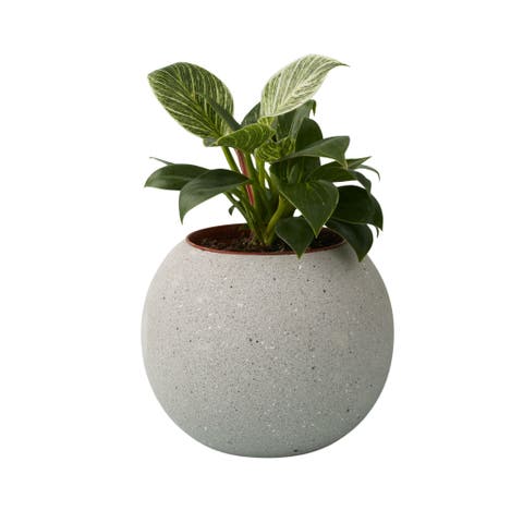 Atallo Cement Planter