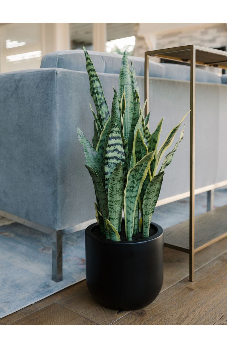 CG Hunter 30" Snake Plant, Alternate, color, Green