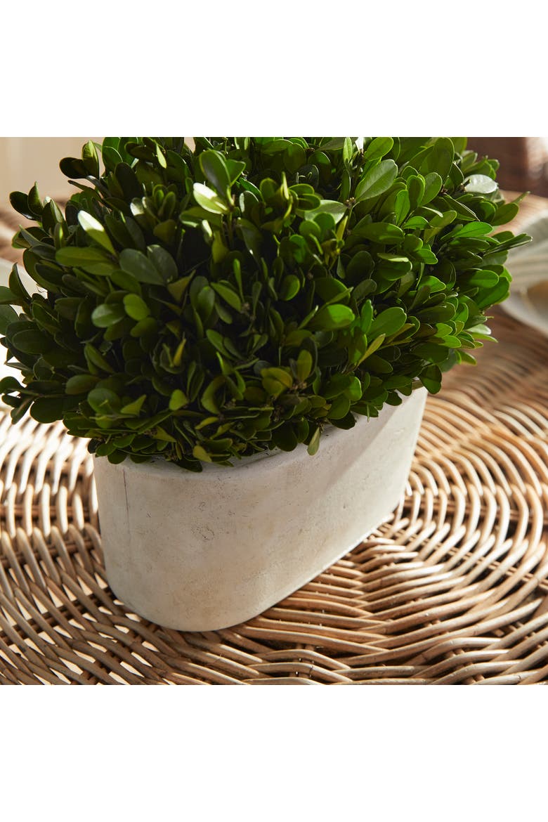 Boxwood Bush In Oval Pot, Alternate, color, Green