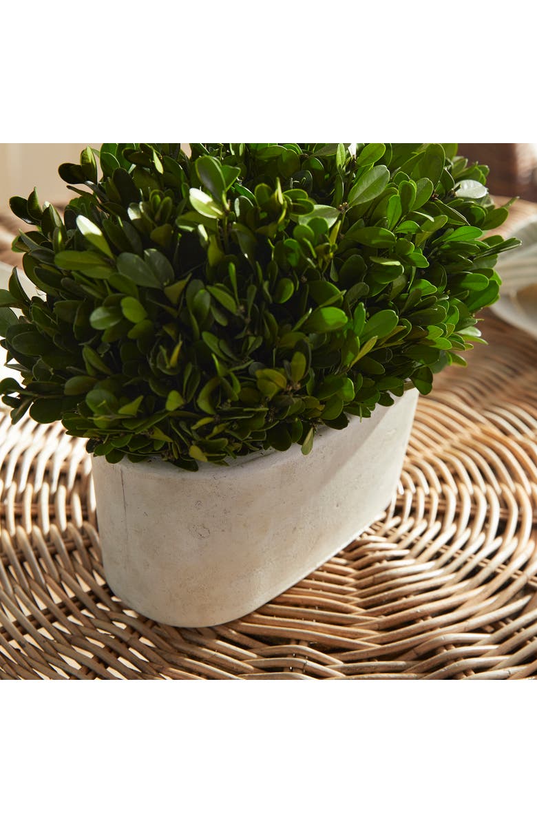 Napa Home & Garden Boxwood Bush In Oval Pot, Alternate, color, 