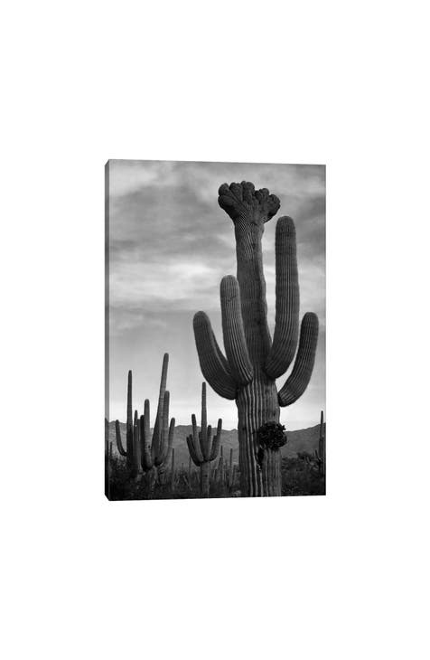 Saguaros, Saguaro National Monument by Ansel Adams Canvas Wall Art