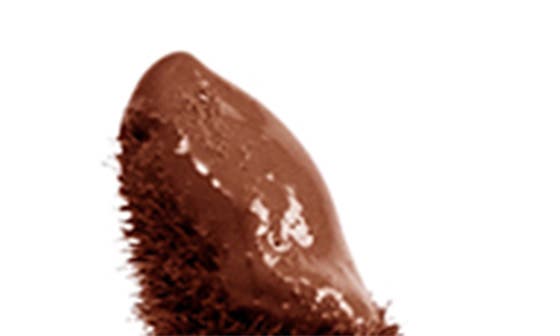 ACACIA