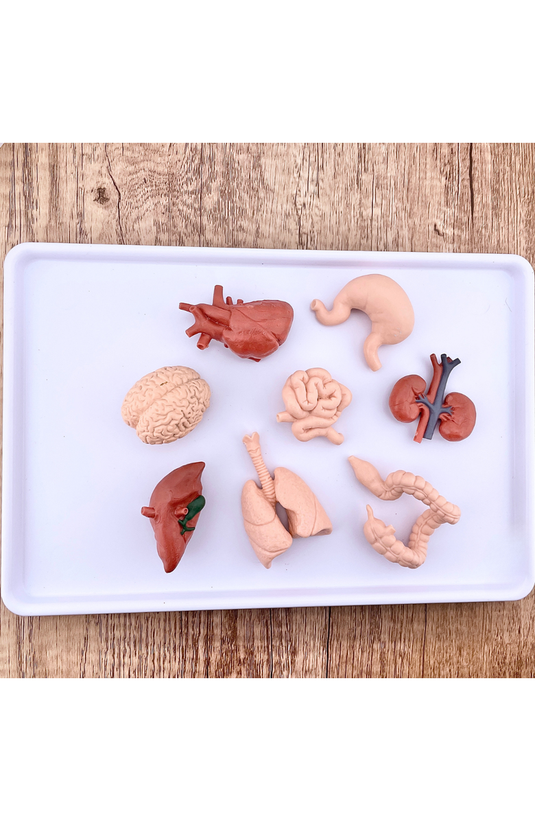 Safari Ltd. Human Organs Toy, Alternate, color, NO COLOR
