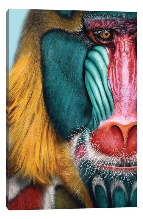 Mandrill Canvas Artwork by Giulio Rossi, 26"x18"