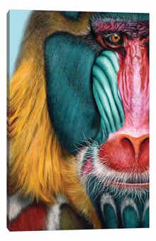 iCanvas Mandrill Canvas Artwork by Giulio Rossi, 26"x18"