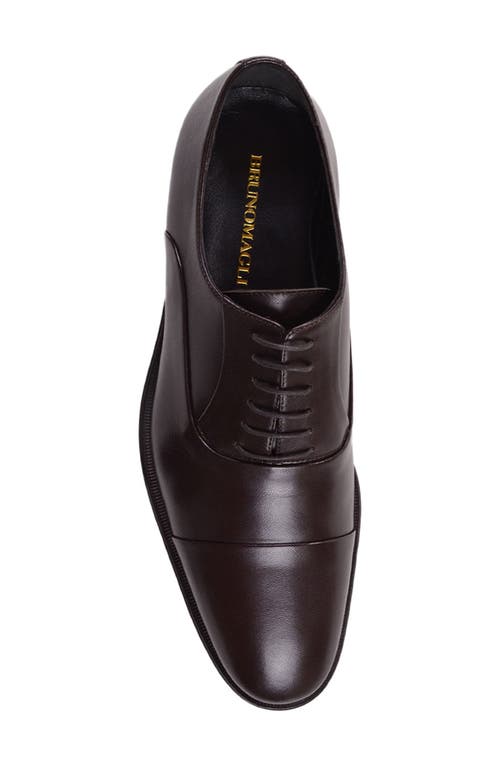 Bruno Magli Maioco Cap Toe Oxford In Dark Brown Leather