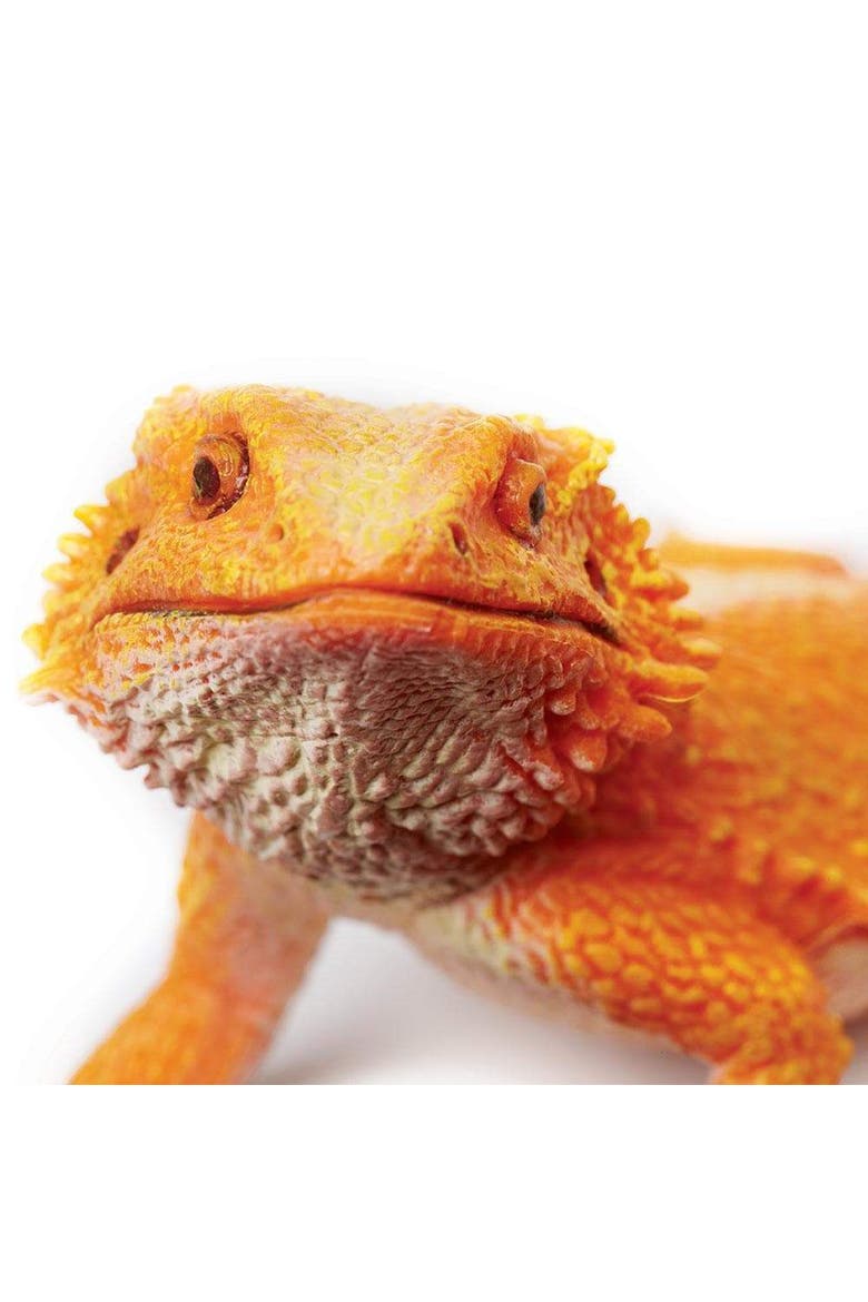 Bearded Dragon Toy, Alternate, color, No Color
