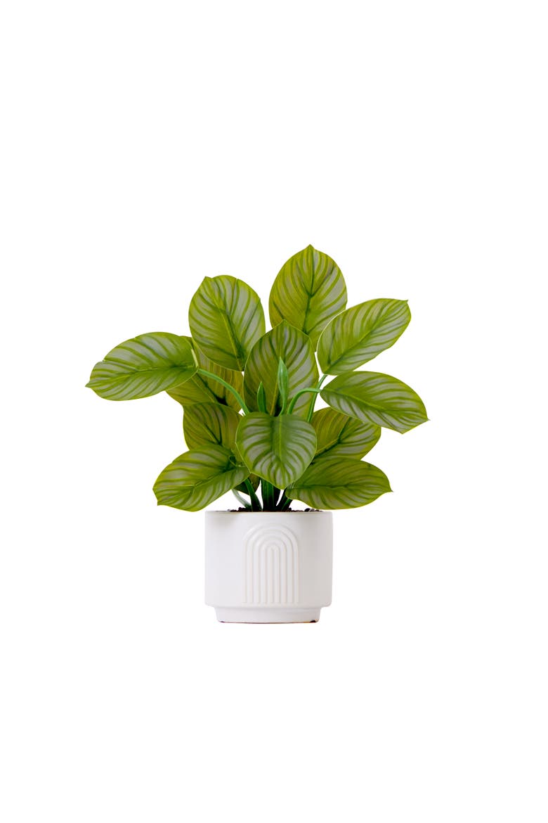12-in Artificial Calathea Plant with Decorative Planter, Main, color, Green