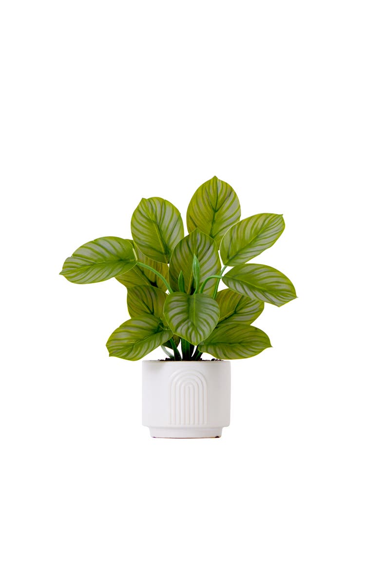 NEARLY NATURAL 12-in Artificial Calathea Plant with Decorative Planter, Main, color, Green