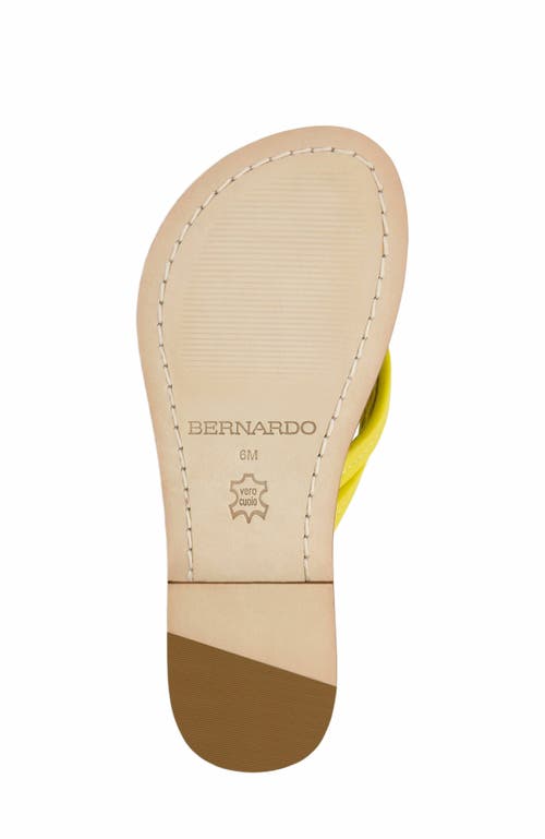 Bernardo Footwear Miami Thong Sandal In Daisy