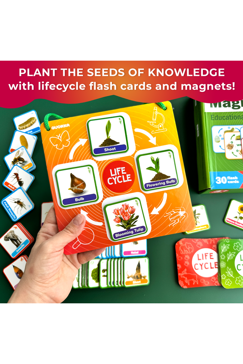 Kids Magnetic Learning Cards Set Life Cycle, Alternate, color, Part 1