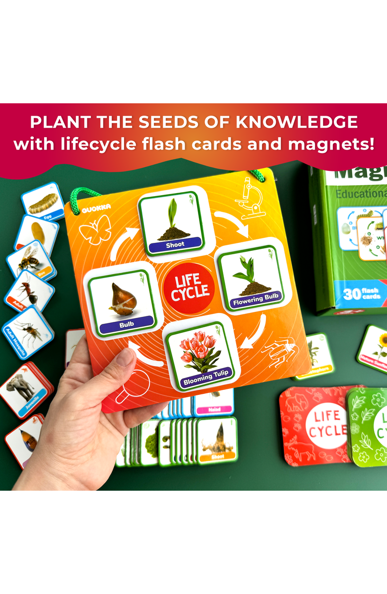 Quokka Life Cycle Magnetic Learning Cards Set for Kids, Alternate, color, Part 1