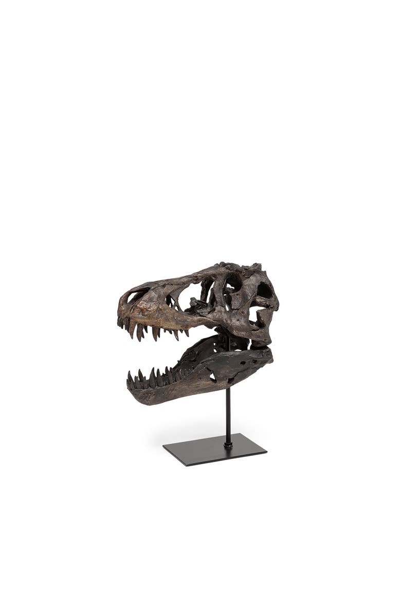 Jurassic Resin Dinosaur Skull Replica, Main, color, Brown