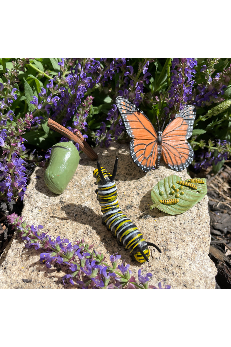 Life Cycle Of A Monarch Butterfly, Alternate, color, No Color