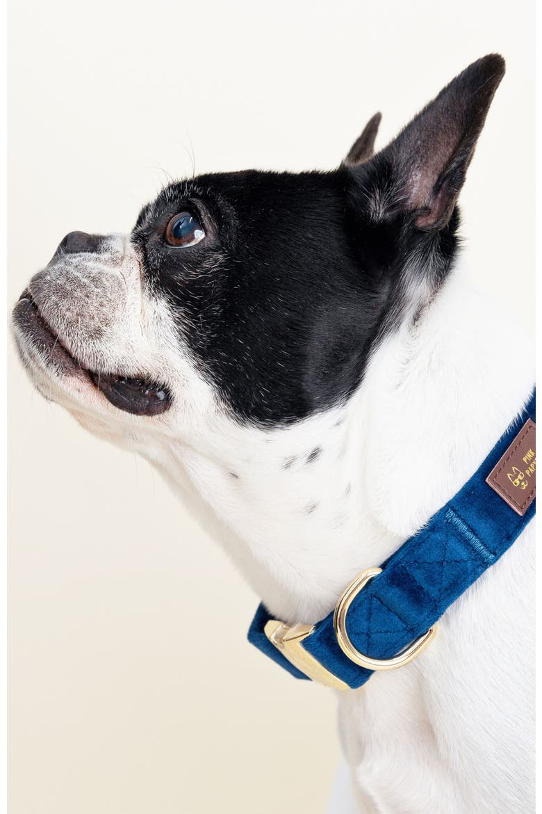 Channing Dog Collar, Alternate, color, Channing