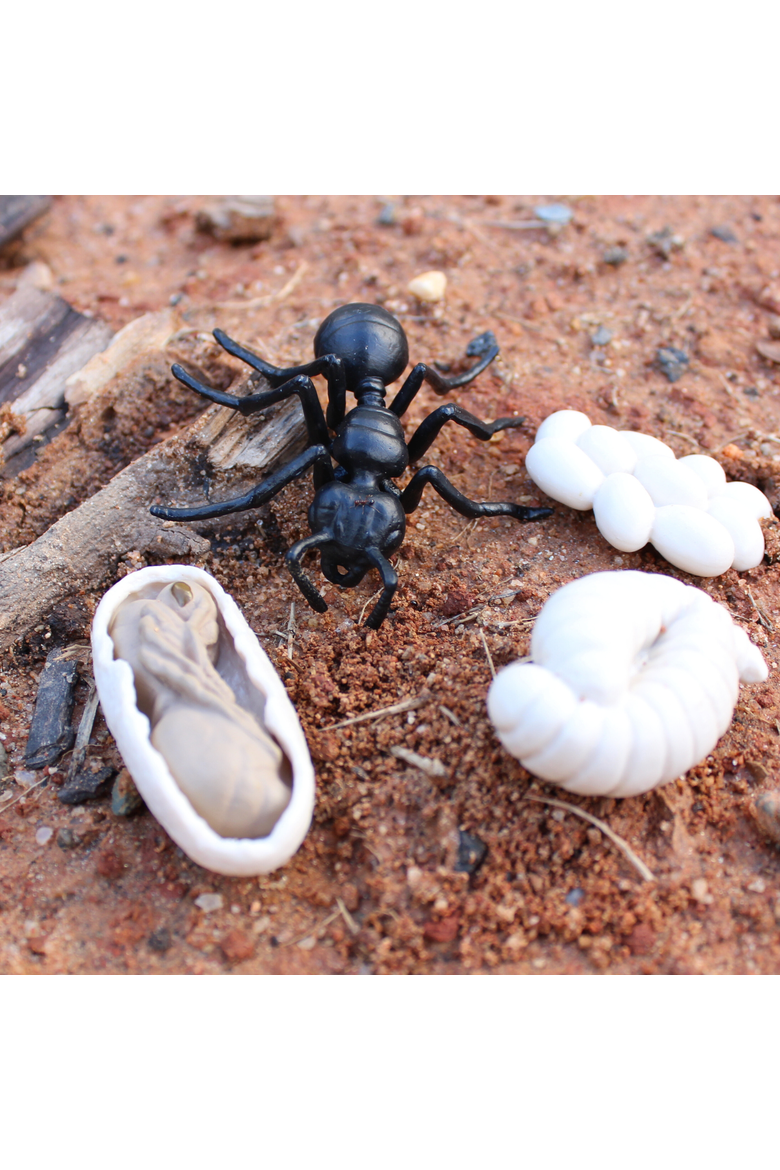Life Cycle Of An Ant, Alternate, color, No Color