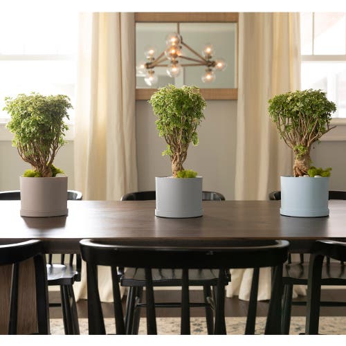 Bloem Mathers Planter W/ Saucer Tray 10" Misty Blue In Blue