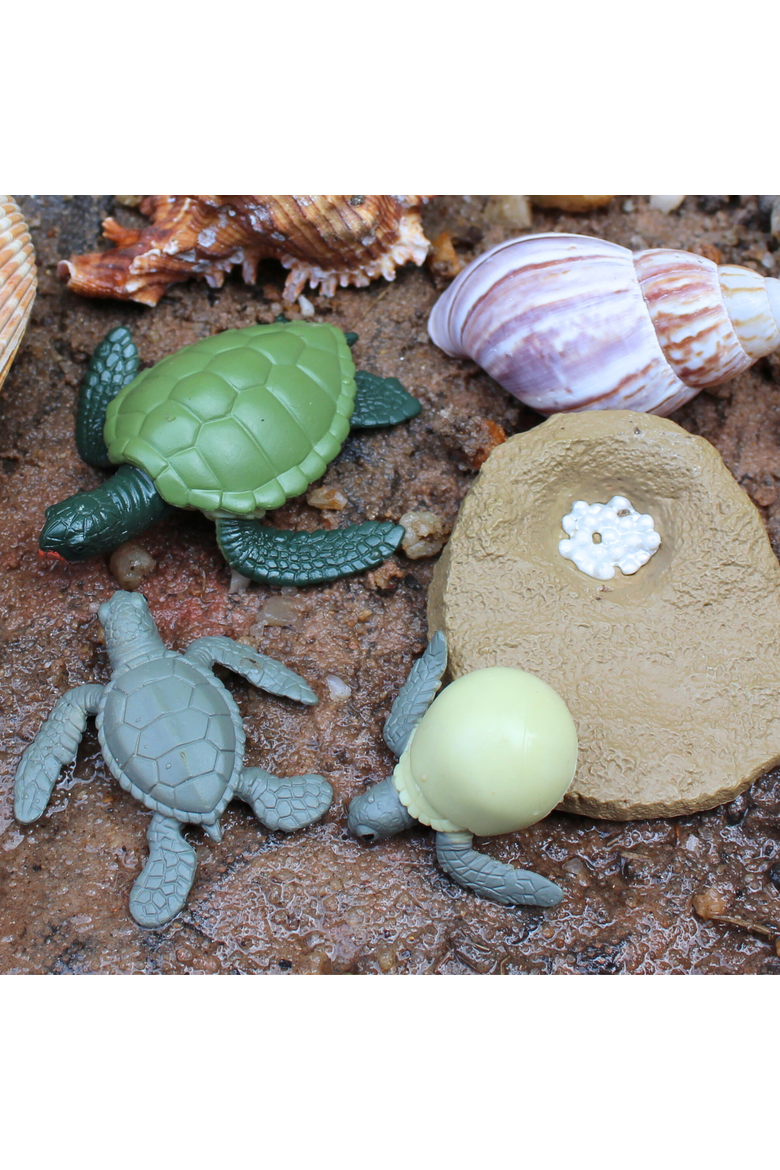 Life Cycle Of A Green Sea Turtle, Alternate, color, No Color