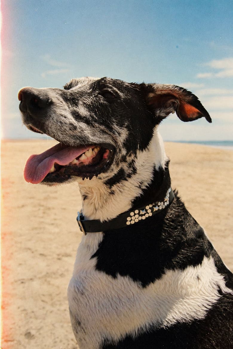 Black Star Dog Collar, Alternate, color, Black