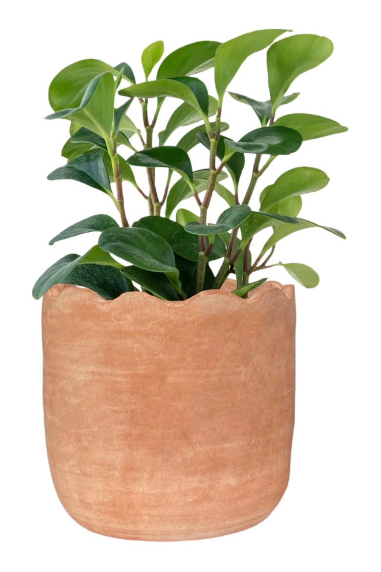 Wavy Planter, Alternate, color, Natural