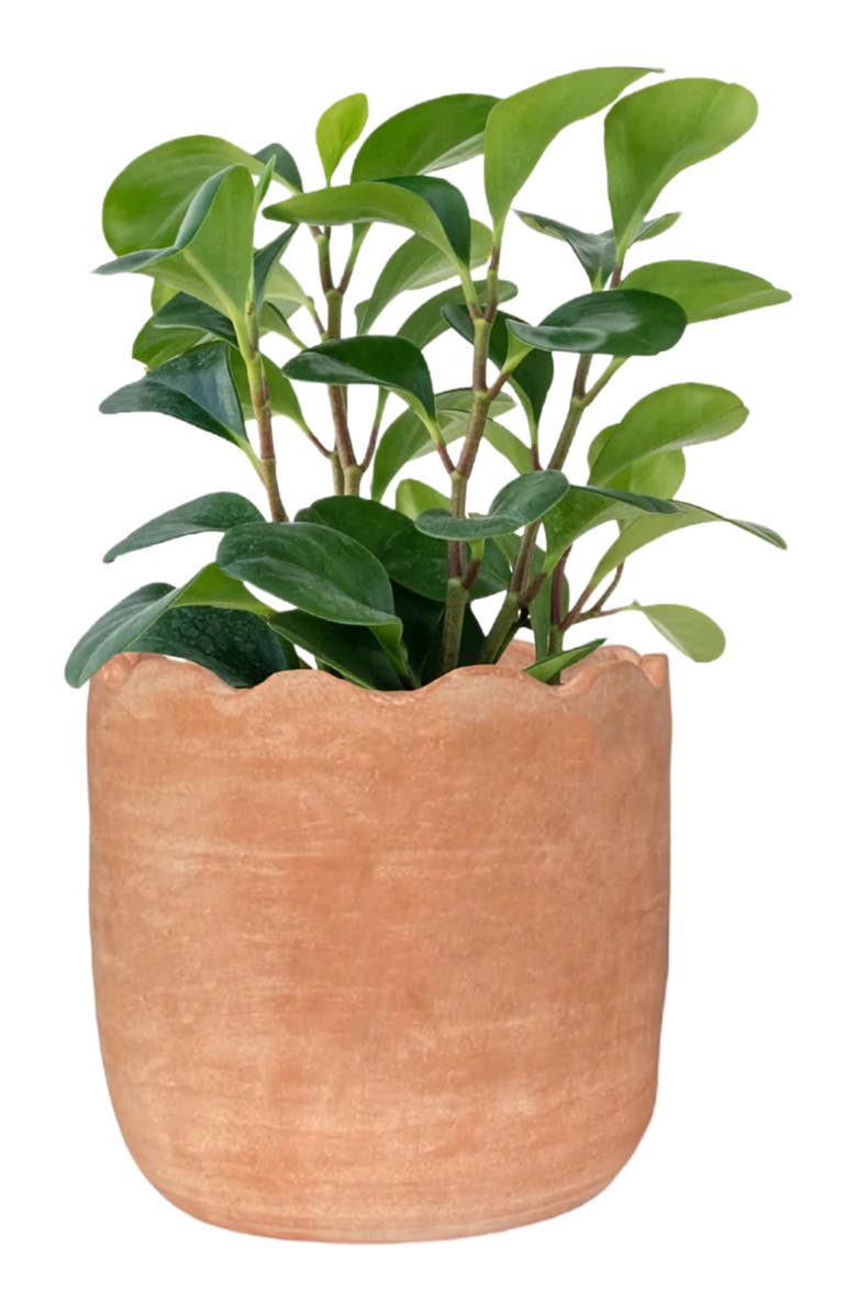 Meso Goods Wavy Planter, Alternate, color, Natural