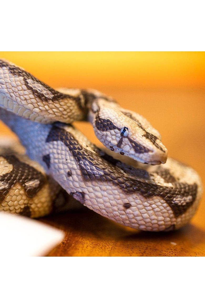 Boa Constrictor Toy, Alternate, color, No Color
