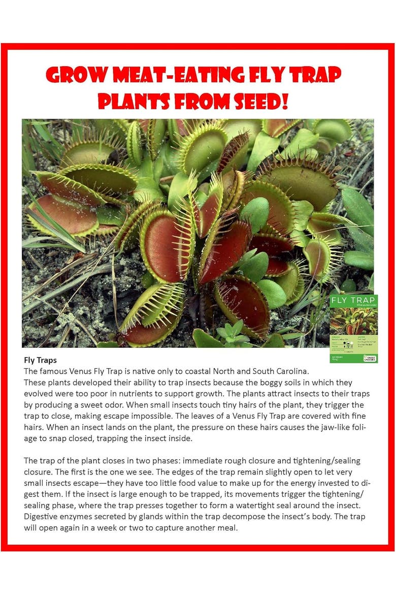Miniature Worlds Terrifying Venus Flytrap Terrarium Starter Kit, Alternate, color, None