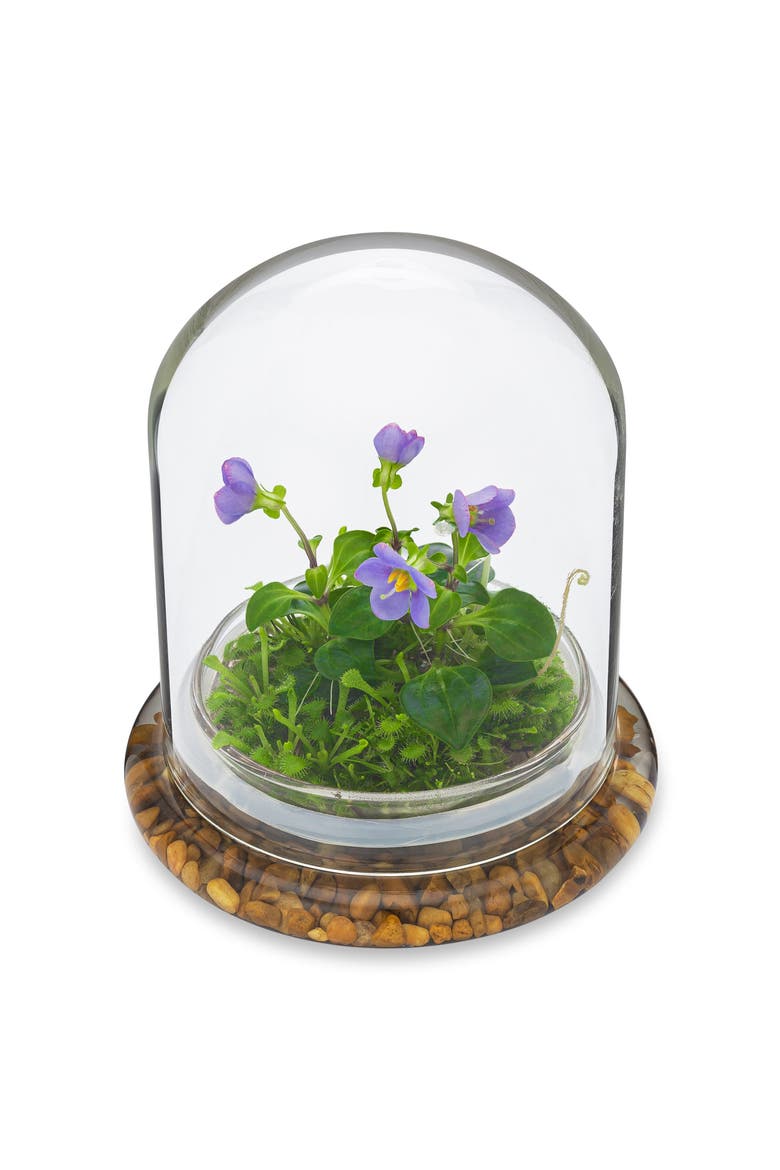 Persian Violet Exacum Affine with Sundew Moss, Main, color, Purple
