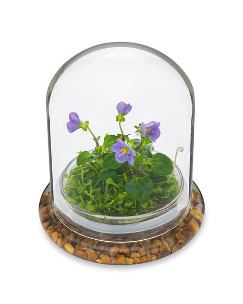Persian Violet Exacum Affine with Sundew Moss