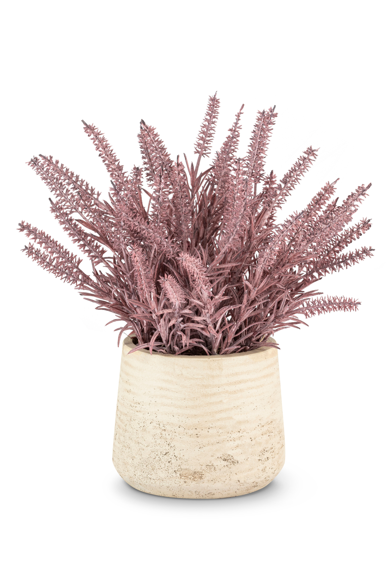 Esme Purple Wheatgrass, Main, color, Purple