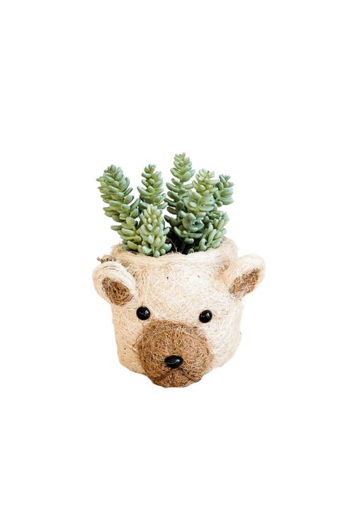 Animal Head Coco Coir Planters