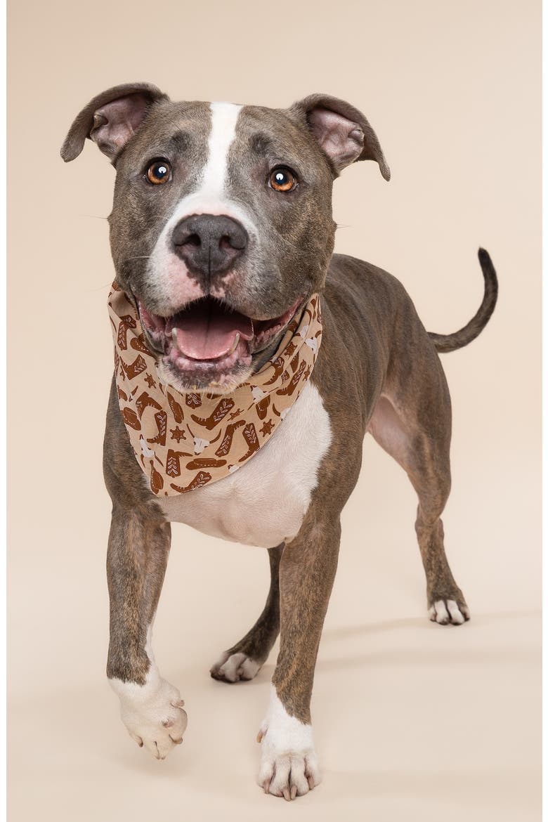 Bronco Dog Bandana, Alternate, color, SAND
