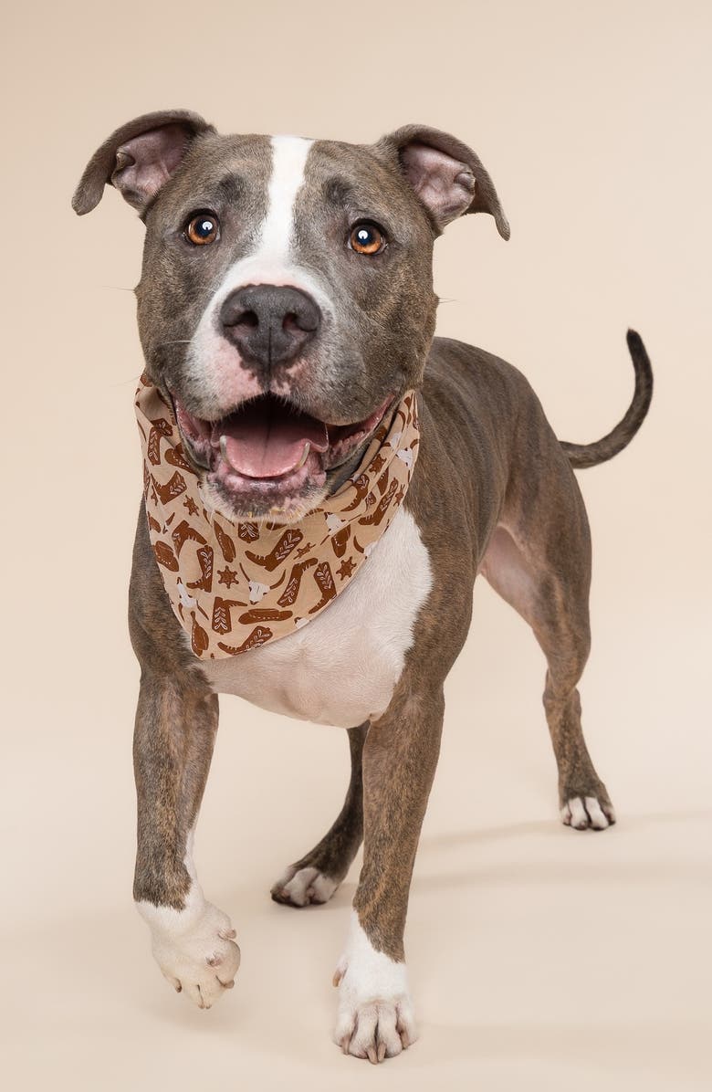 The Paws Bronco Dog Bandana, Alternate, color, Sand