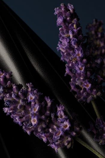 Lavande Fétiche Eau de Parfum