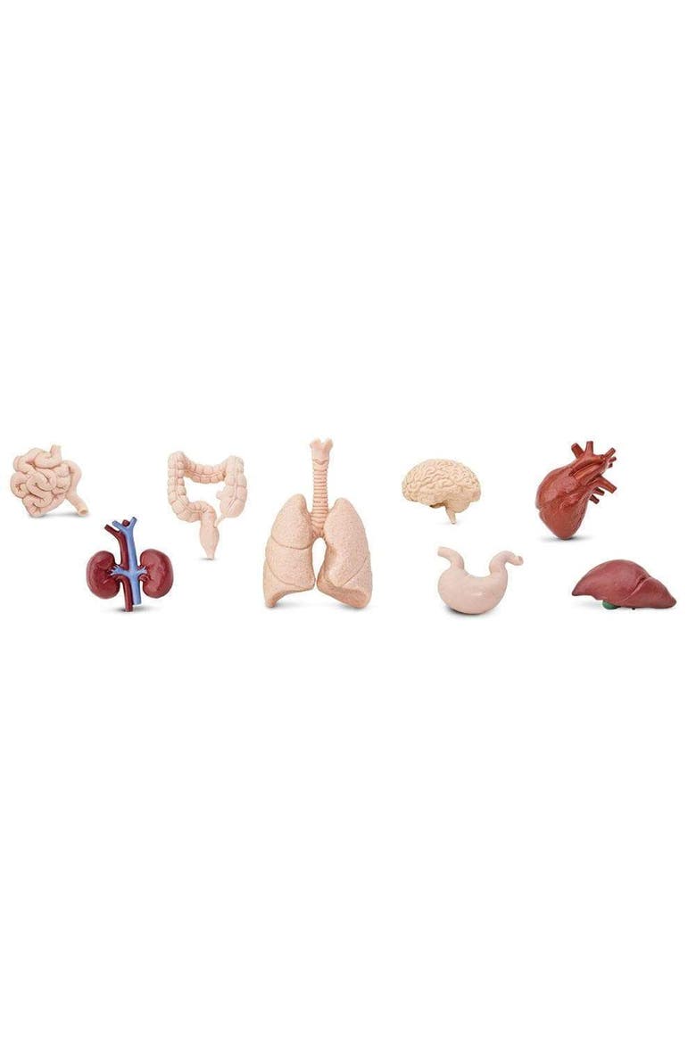 Human Organs Toy, Alternate, color, No Color