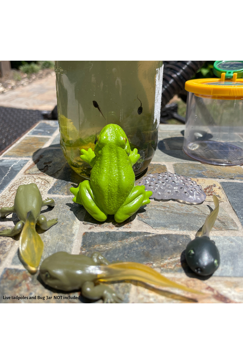 Life Cycle Of A Frog, Alternate, color, No Color