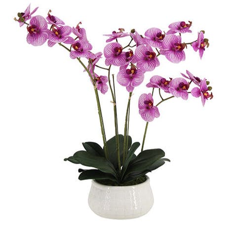 23" Phale Orchid