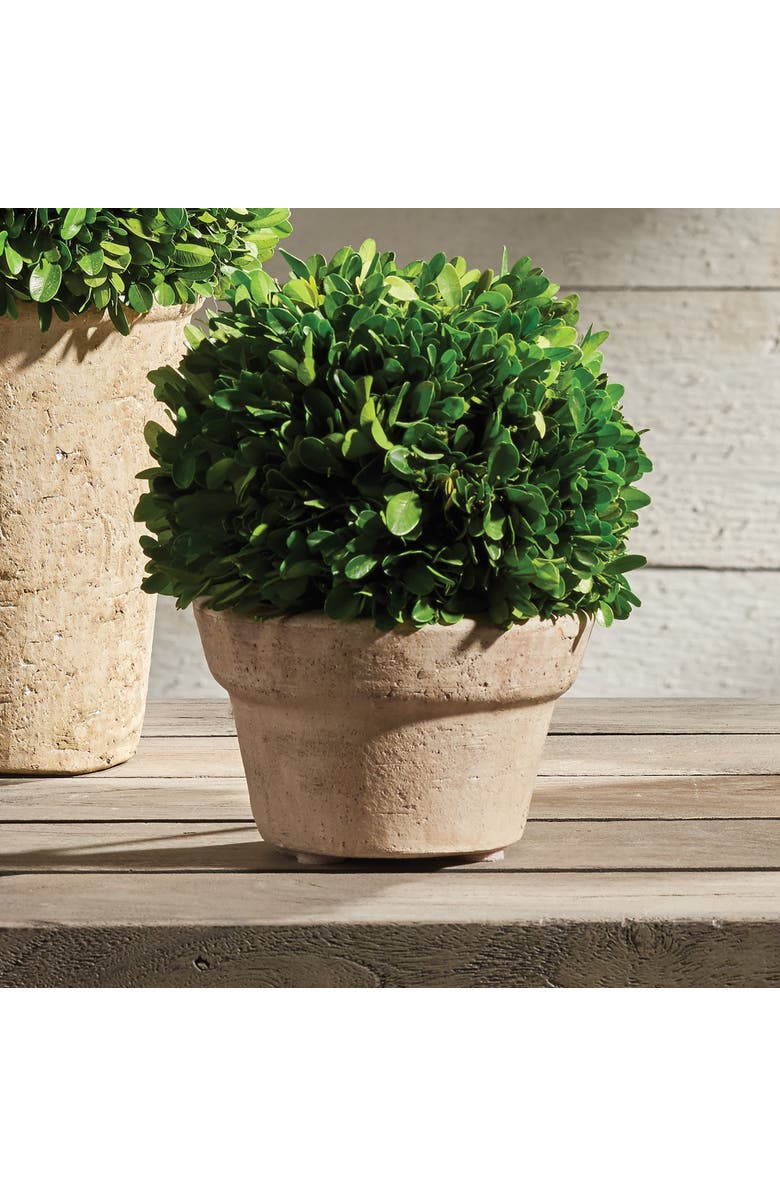 Napa Home & Garden Boxwood Ball In Pot Medium, Alternate, color, Beige