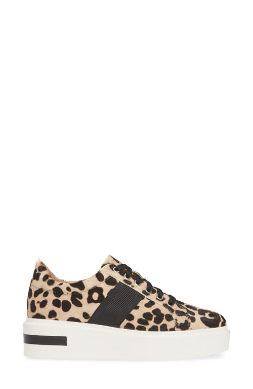 Linea Paolo Kim Sneaker In White/black Calf Hair