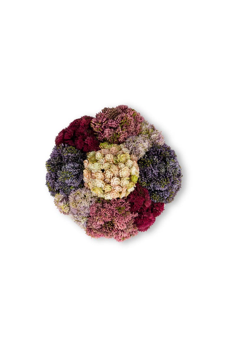 Deveraux Sedum Arrangement, Alternate, color, Multi-Color